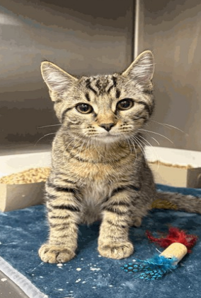 View Krash the Cat Photo #2